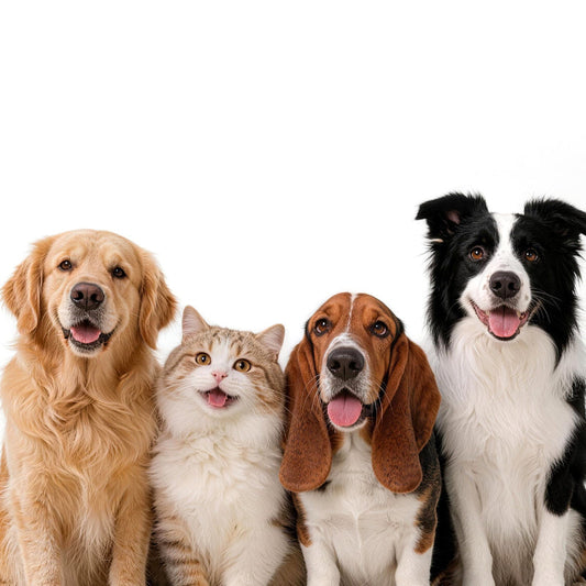 How to Remember a Pet: A Gentle Guide to Memorial Portraits