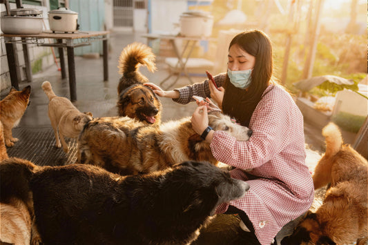 From One Pet Portrait, Helping More Stray Animals Find Their Way Home