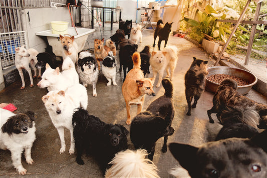 From One Pet Portrait, Helping More Stray Animals Find Their Way Home